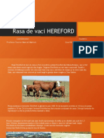 Rasa de Vaci HEREFORD