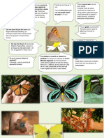 Info Scurt Fluture (Ciclu Primar)