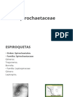Spirochaetaceae.pptx