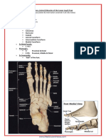 A&P - 5. Bones & Muscles of The Lower Limb (13p)