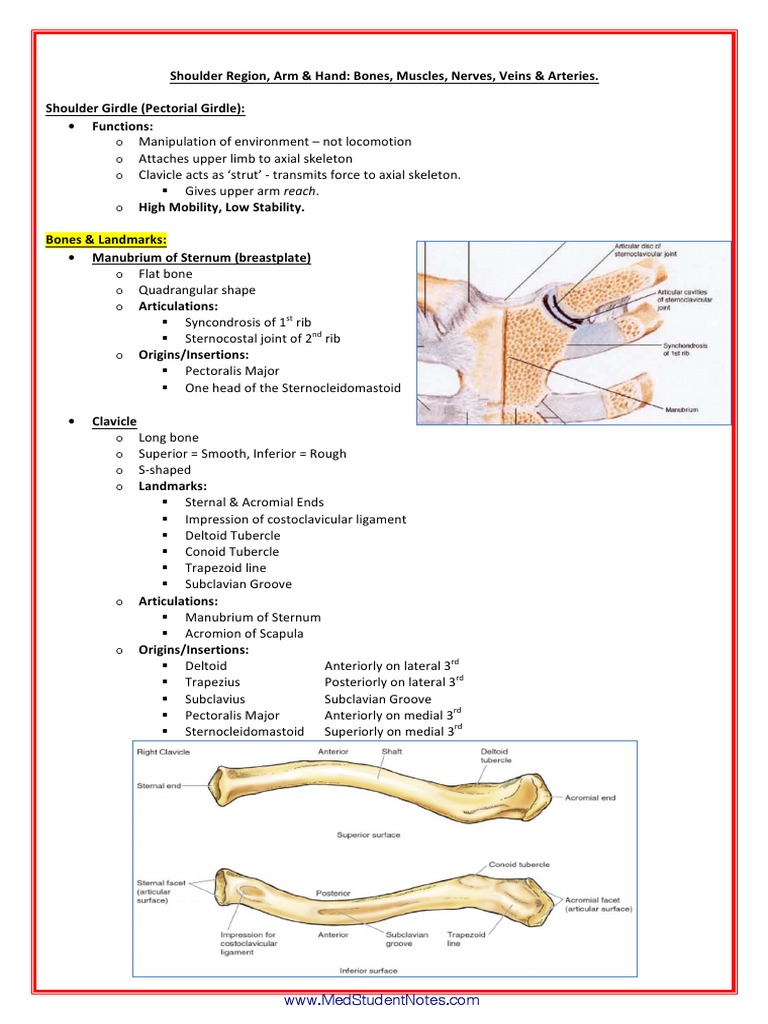 A&P - 7. Shoulder Girdle & Upper Limb Detailed Anatomy (42p) | PDF ...