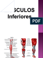 SISTEMA MUSCULAR