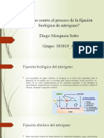 Cómo Ocurre El Proceso de La Fijación