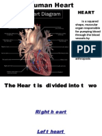 8966791-Human-Heart