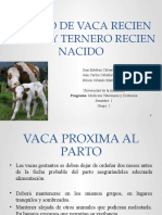 Cuidado de vacas recién paridas y terneros recién nacidos