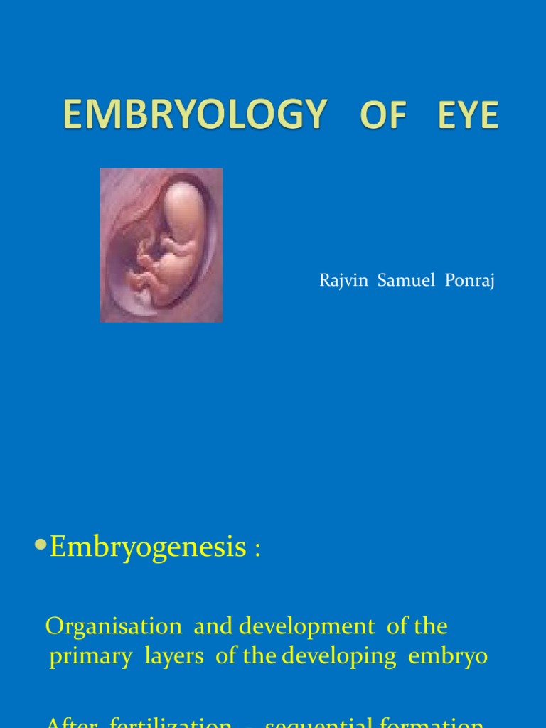 Eye Development: Embryogenesis to Birth | PDF | Cornea | Human Eye