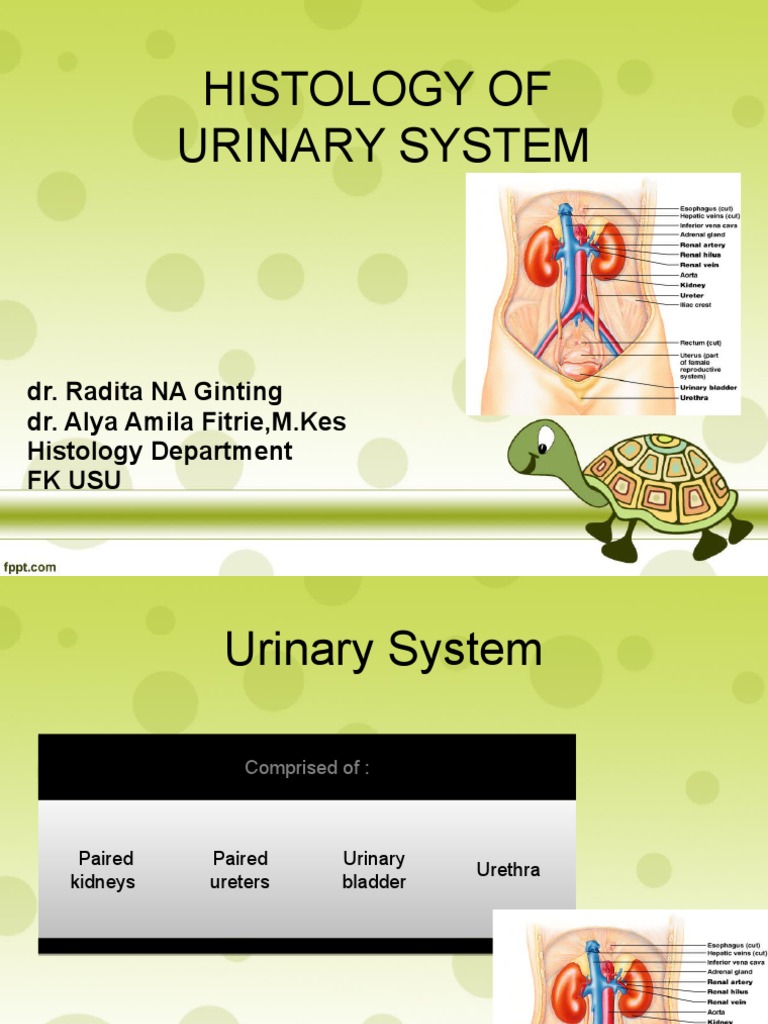 Urinary System Histology Overview | PDF | Urinary System | Kidney
