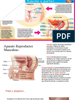 Aparatos Reproductores