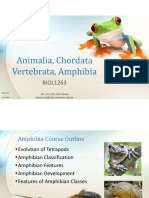 BIOL1263 13 Chordata Vertebrata Amphibia 2020