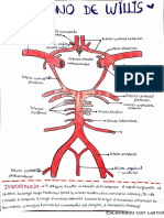 Polígono de willis