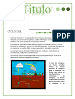 Ciclo de Nitrogeno y Fosforo