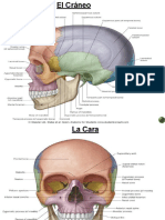 Anatomia Cabeza