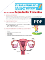Sistema reproductor femenino: guía completa sobre órganos, hormonas y cambios en la pubertad