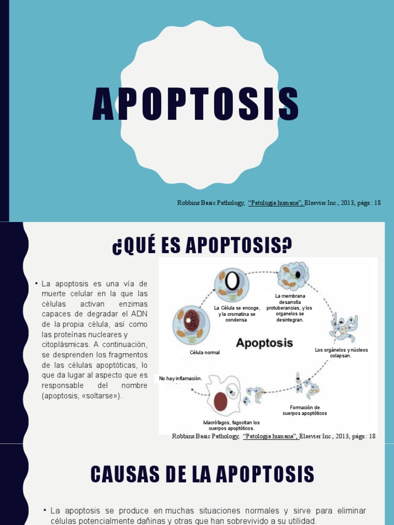 APOPTÓSIS | PDF | Bcl 2 | Apoptosis