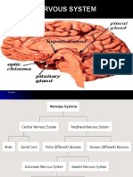 Central Nervous System