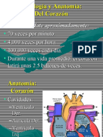 Anatomia Básica de Corazon