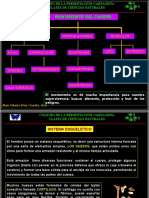 Movimiento Del Cuerpo: Articulaciones Músculos Esqueleto