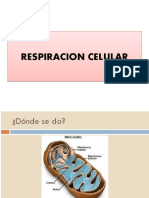 Ciclo de Krebs