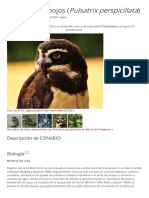 Buho Anteojos Pulsatrix Perspicillata PDF