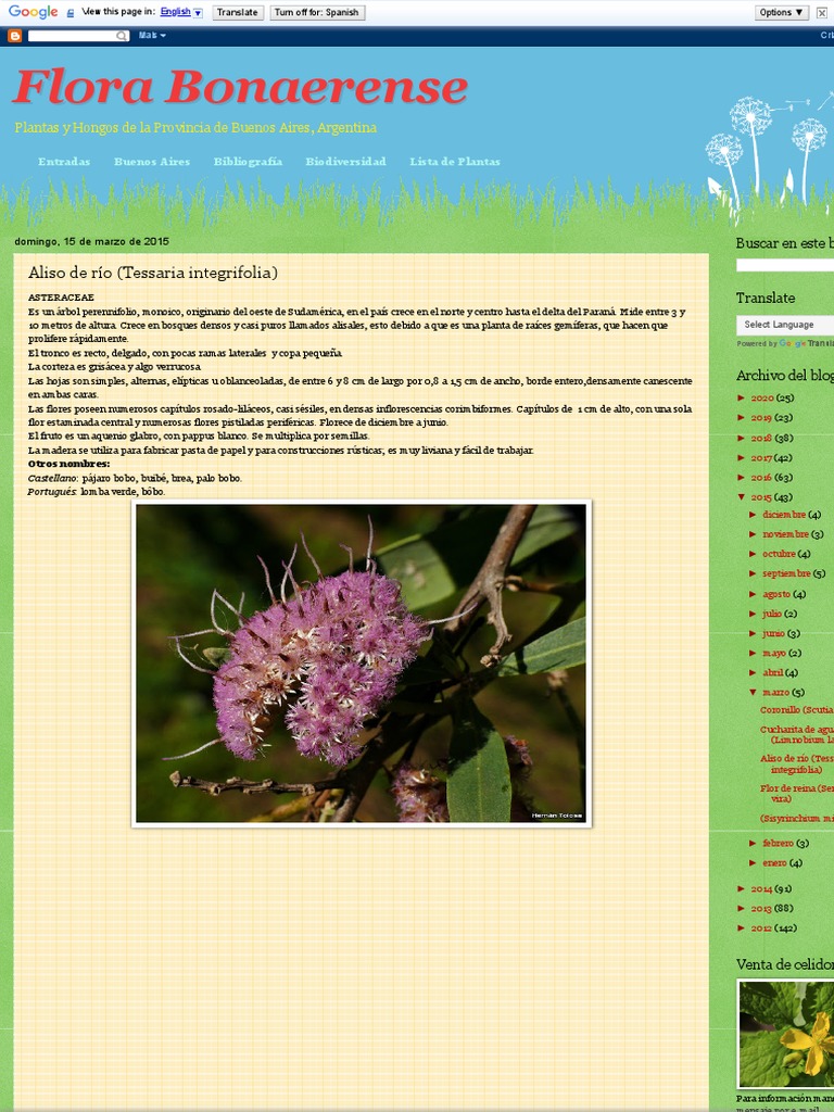 Florabonaerense Blogspot Aliso de Rio Tessaria Integrifolia | PDF ...