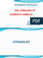 Special Veterinary Pathology: Bacterial Diseases of Domestic Animals