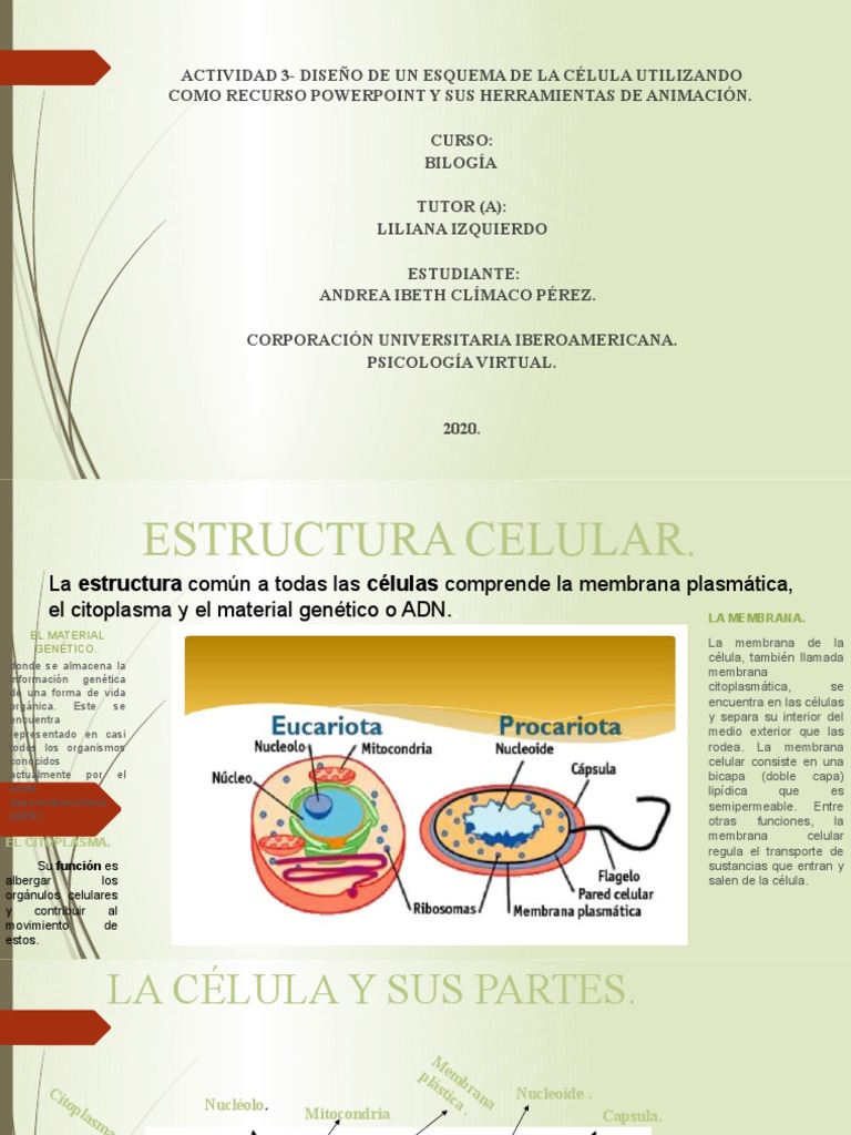 Estructura y Función de la Célula | PDF | Citoplasma | Biología Celular)