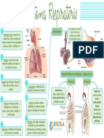 Mapa Mental Sistema Respiratório PDF