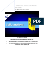 Adjacent Animal Cells Have Three Types of Junctions These Junctions Are Tight Junctions, Adhesion Junctions, and Gap Junctions