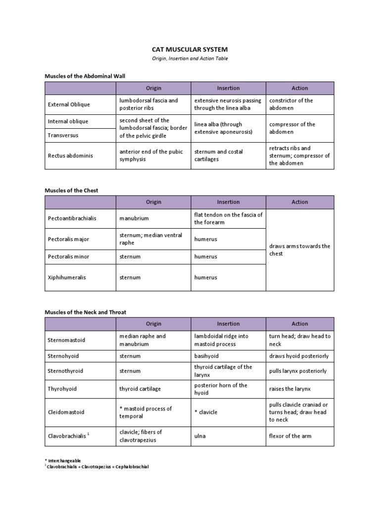 Cat Muscles - Origin, Insertion, Action | Foot | Vertebral Column