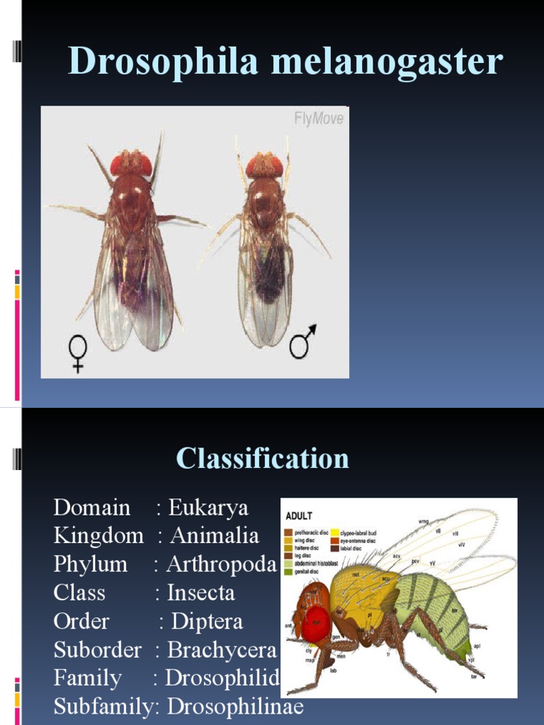D Melanogaster | PDF | Drosophila Melanogaster | Biology