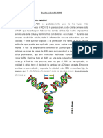 Duplicación Del ADN 1