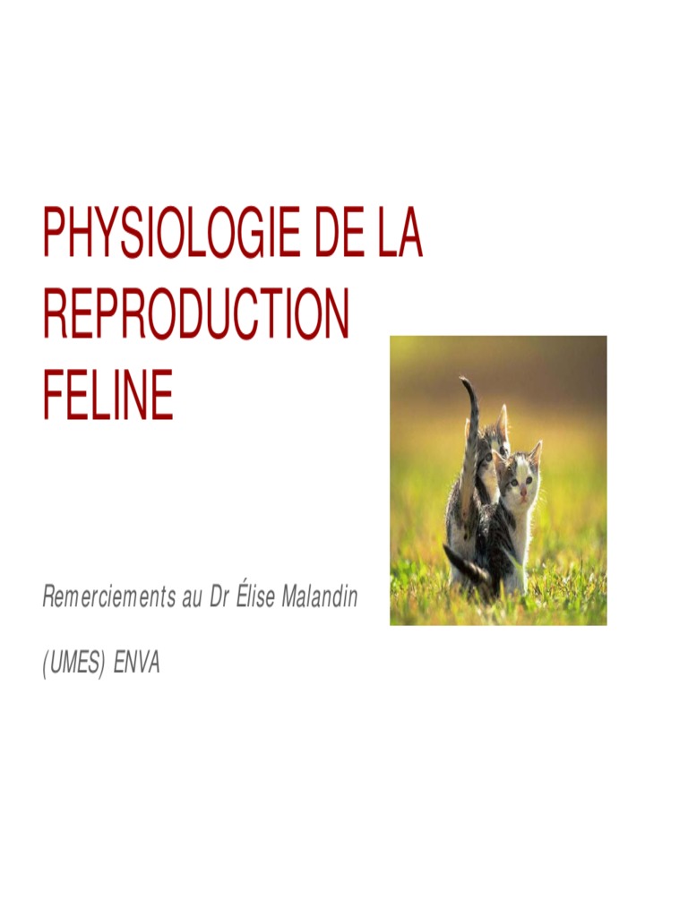 Physiologie De La Reproduction Feline I Pdf Chats Systeme Reproducteur