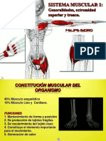 Muscular Superior PDF