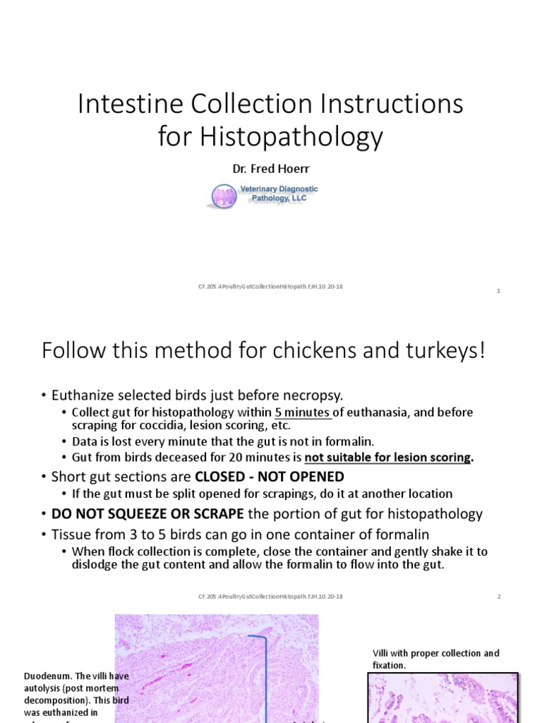 Intestine Collection Instructions For Histopathology Dr. Fred Hoerr