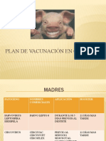 Plan de Vacunacin en Cerdos 1