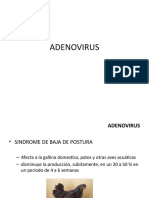 13 ADENOVIRUS