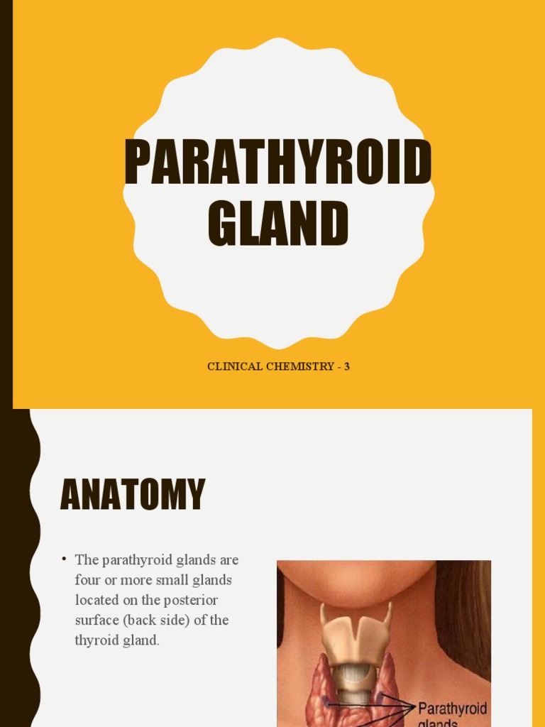 Parathyroid Gland Function and Disorders | PDF | Parathyroid Gland ...