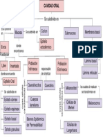 Mapa Conceptual Cavidad Oral