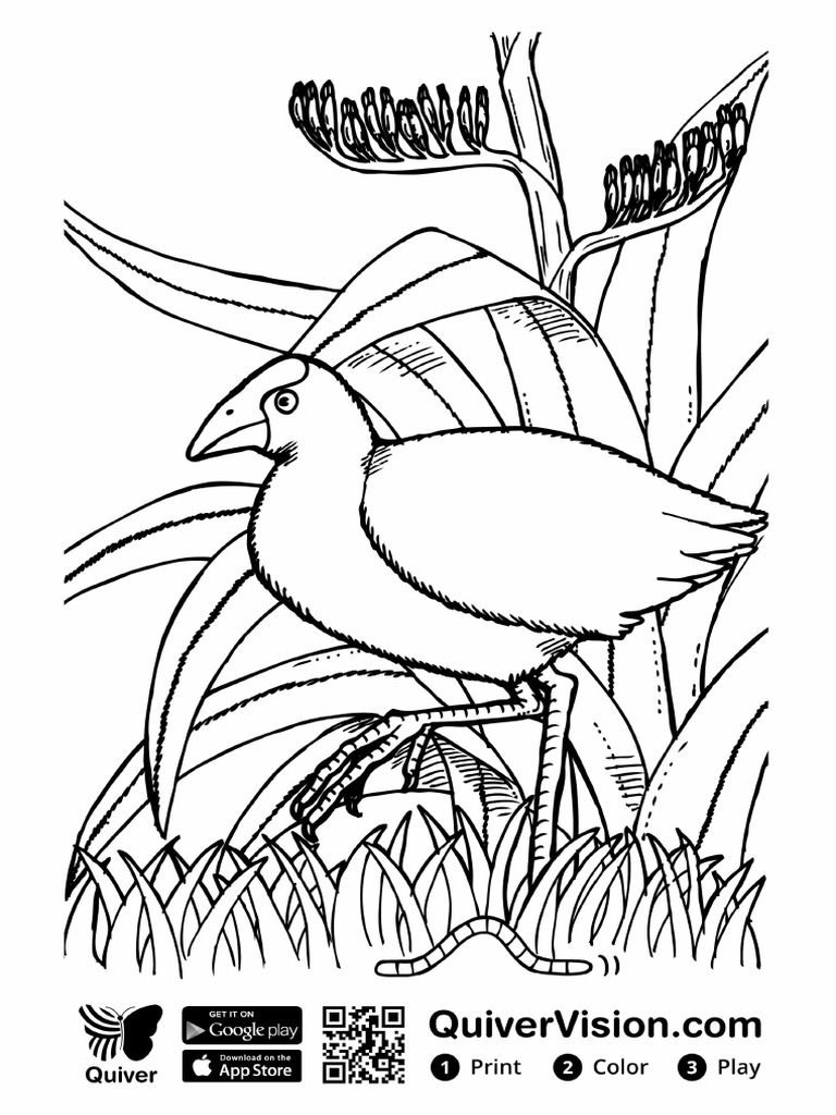 Pukeko Ñandu para Colorear PDF | PDF