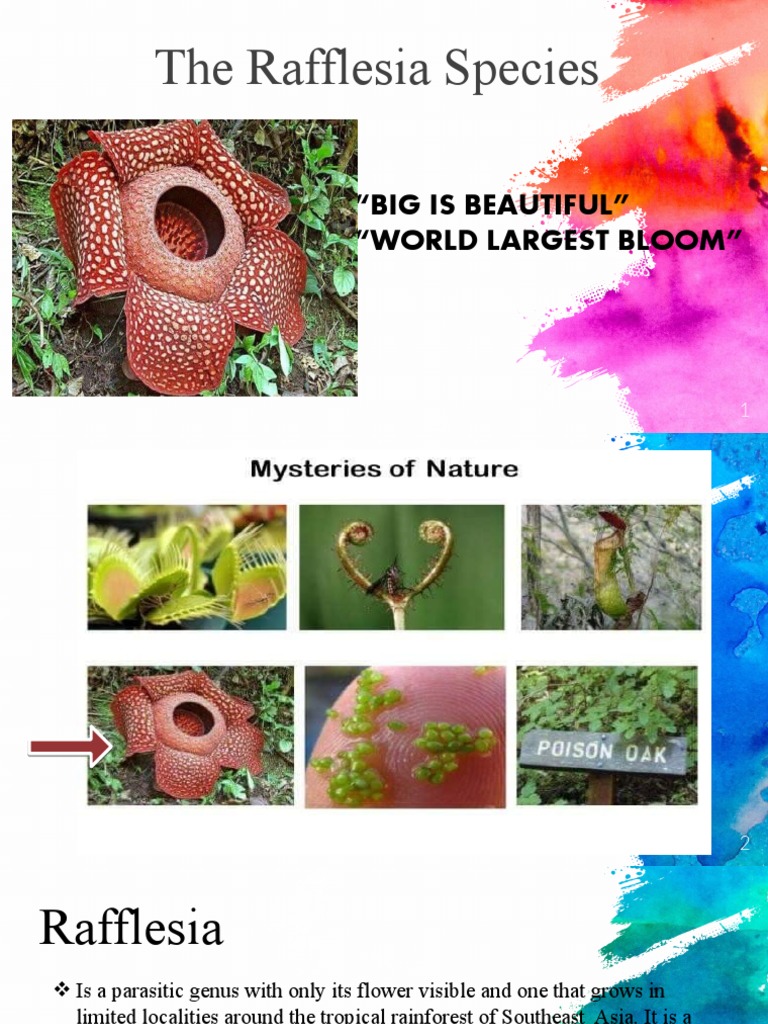 Rafflesia: World's Largest Parasitic Bloom | PDF | Organisms | Plants