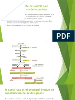 La Principal Fuente de NADPH para Lipogénesis