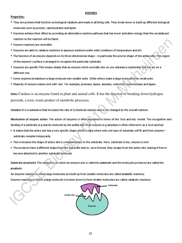 ENZYMES Igcse Cambridge PDF Active Site Enzyme