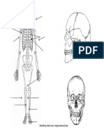 Fisa de Lucru Scheletul Uman