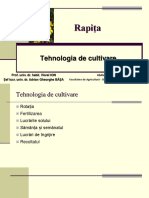 Rapita - Tehnologia de cultivare.pdf
