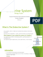 Endocrine System: Biology Project