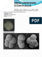 Globigerina Ciperoensis Angulisuturalis PDF