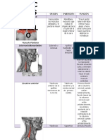Musculos de Cuello