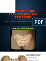 01a Clase Ginecología Anatomia Genital Femenina