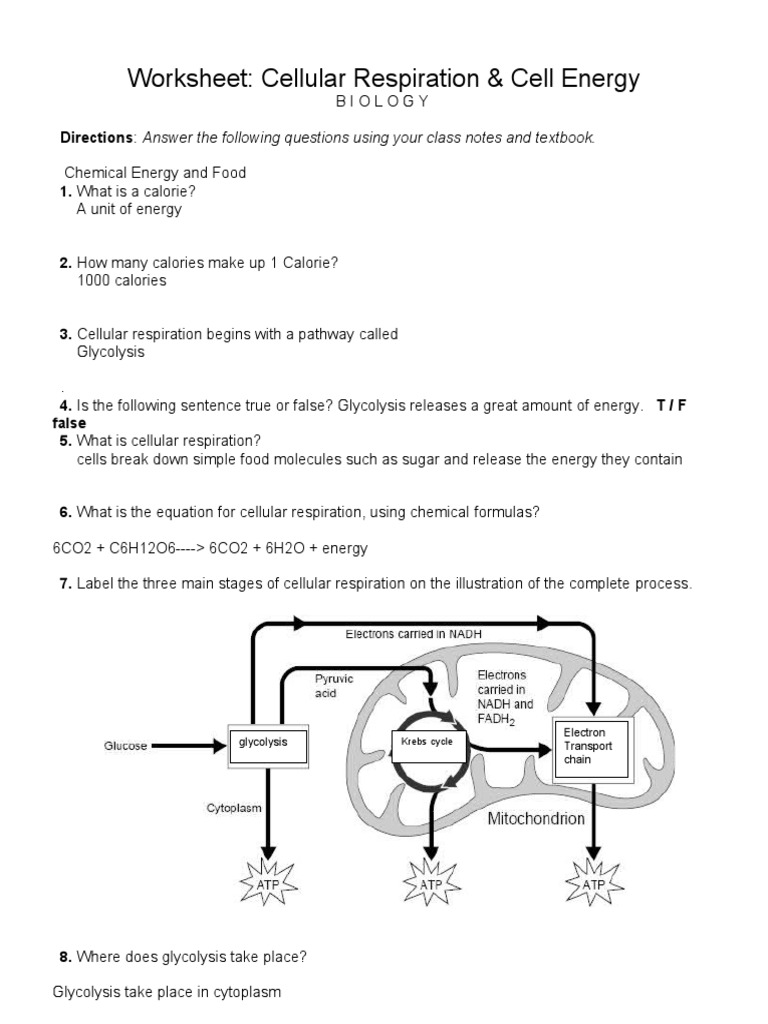 worksheet-cellular-respiration-cell-energy-pdf-cellular-respiration-glycolysis