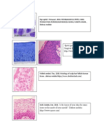 Epitel Gusi: Episkin. 2020. Human Gingival Epithelium. Diakses Melalui